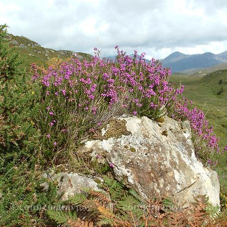 Errismore House Clifden Esterno foto